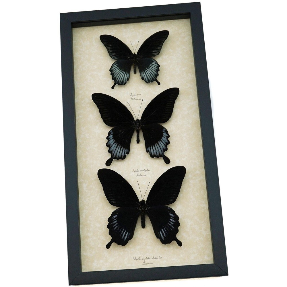 Gothic Butterfly Collection Framed Black Swallowtail Butterflies Display