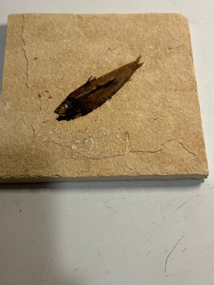 FOSSIL FISH SINGLE PLATE #5