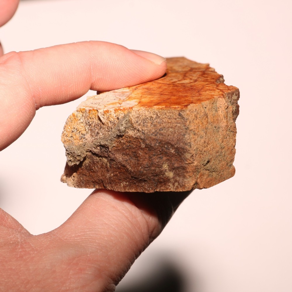 Triceratops Frill Section - CRETACEOUS Hell Creek Formation - Nice Thick CHunk