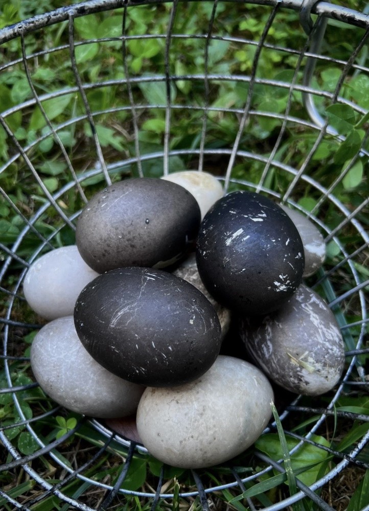 12  Cayuga Duck Hatching Eggs – NPIP – Fertile Eggs Npip certified ￼￼