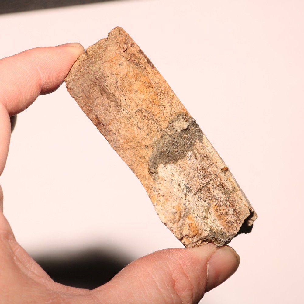 Triceratops Frill Section - CRETACEOUS Hell Creek Formation - Nice Thick CHunk