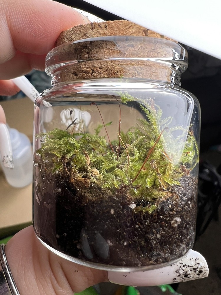 live moss terrarium