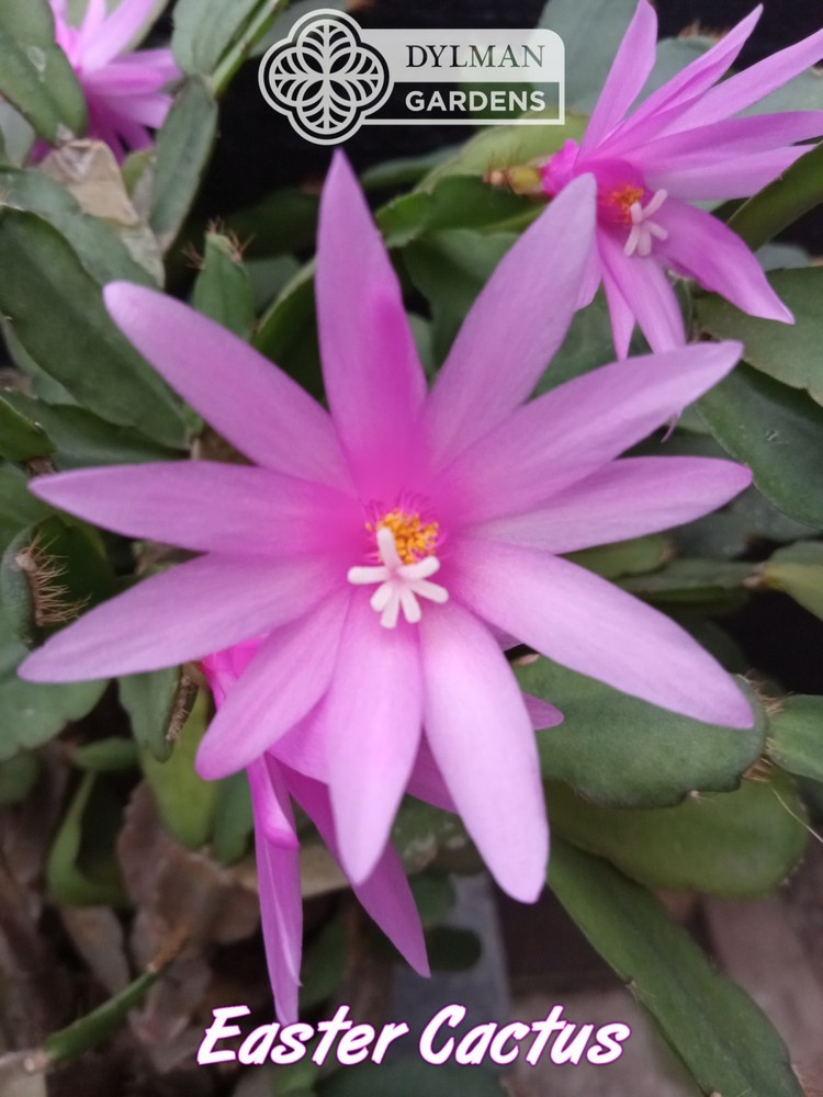 Easter Cactus (Rhipsalidopsis x graeseri) Whitsun Cactus - Multiple Sizes