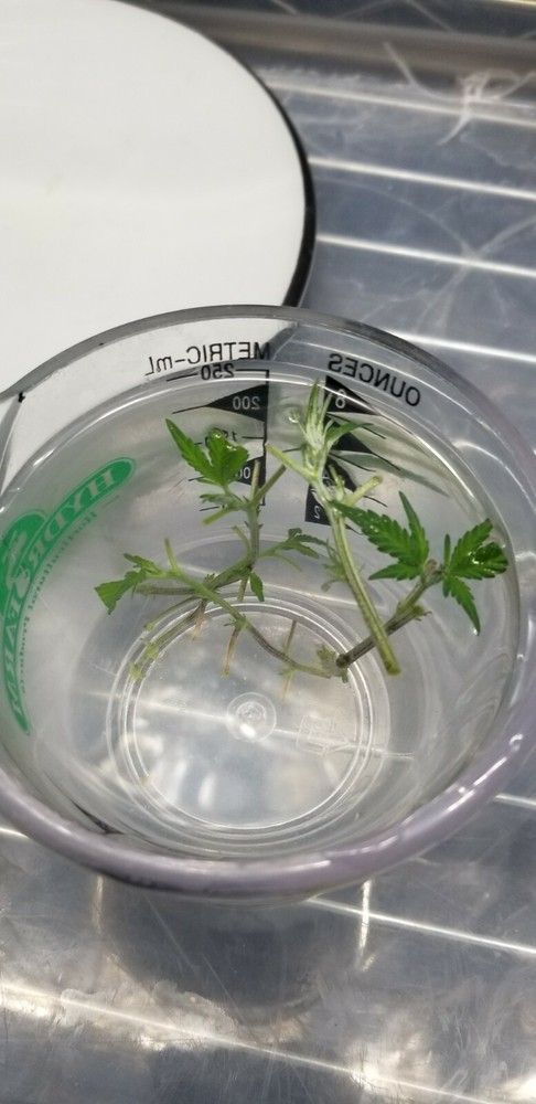 Tissue Culture Starter Kit 108 Microclone Tubes Most Plants Include Cannabis