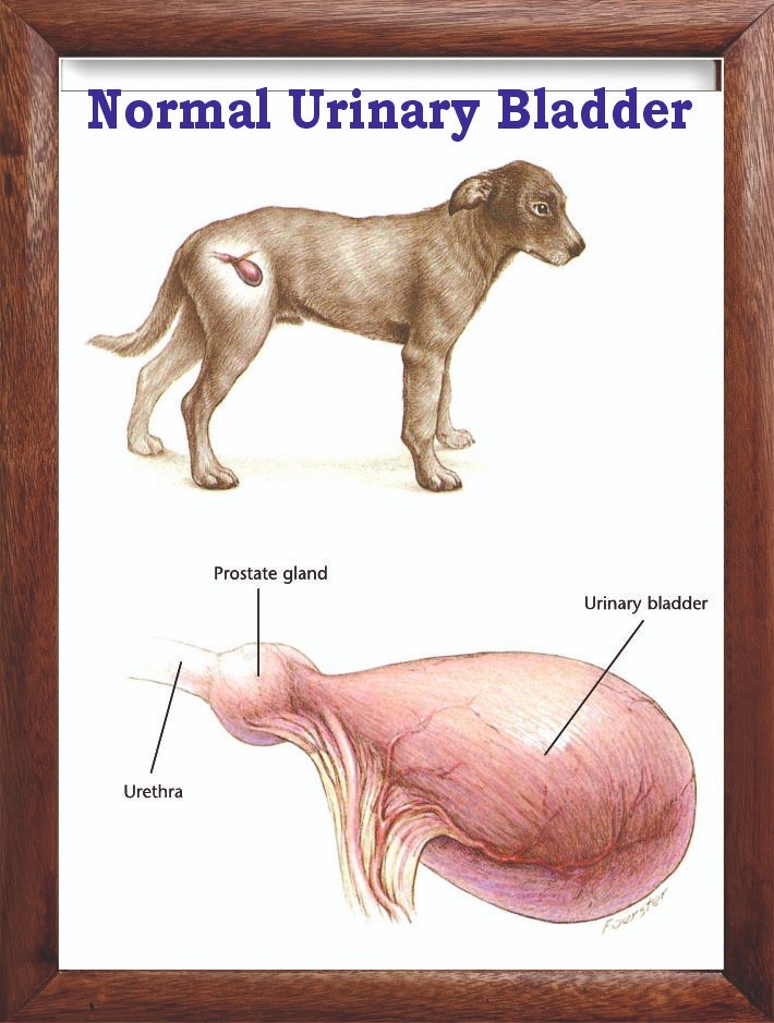 Normal Urinary Bladder Chart 12x18 inches