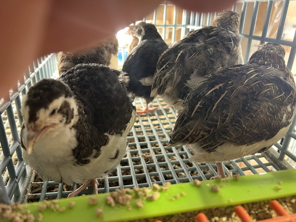 12+ Tuxedo Coturnix Hatching Eggs By Buddy’s Hatchery