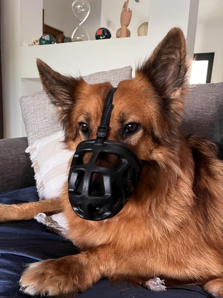 Humane XL Dog Muzzle for Training & Grooming - Breathable Rubber Design