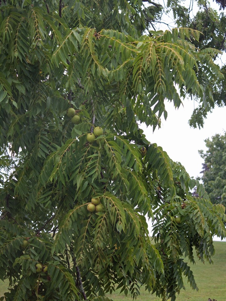 2 Black Walnut Tree Bare Root /Juglans Nigra American