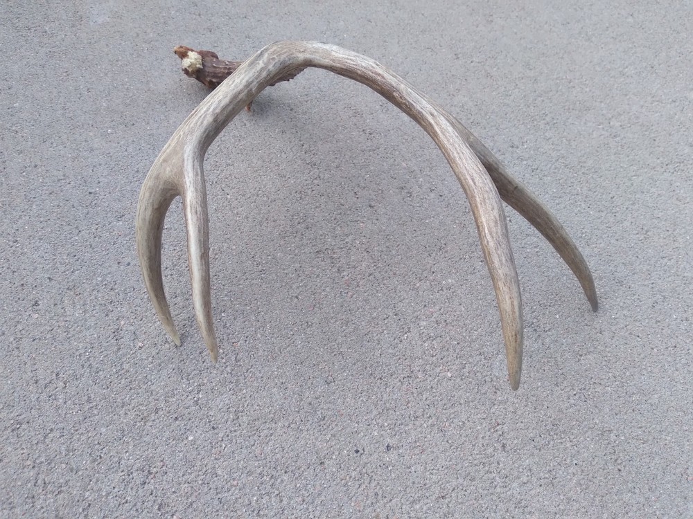 Deer Antler Shed 4 Point
