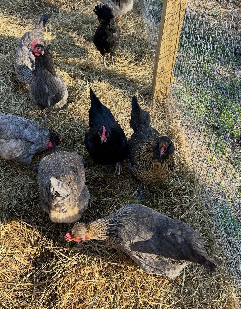 12 Rainbow Barnyard Mix Hatching Eggs