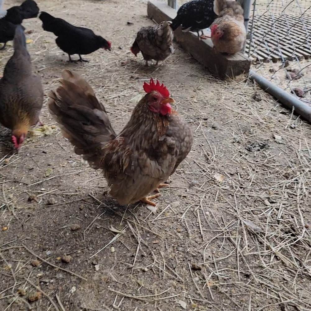 24+ Serama Bantam Hatching Eggs 4-H