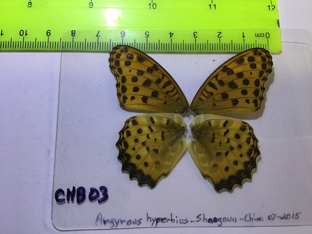 CHB 03  SUPER CLOSE OUT SALE A+/A   Argyreus hyperbius