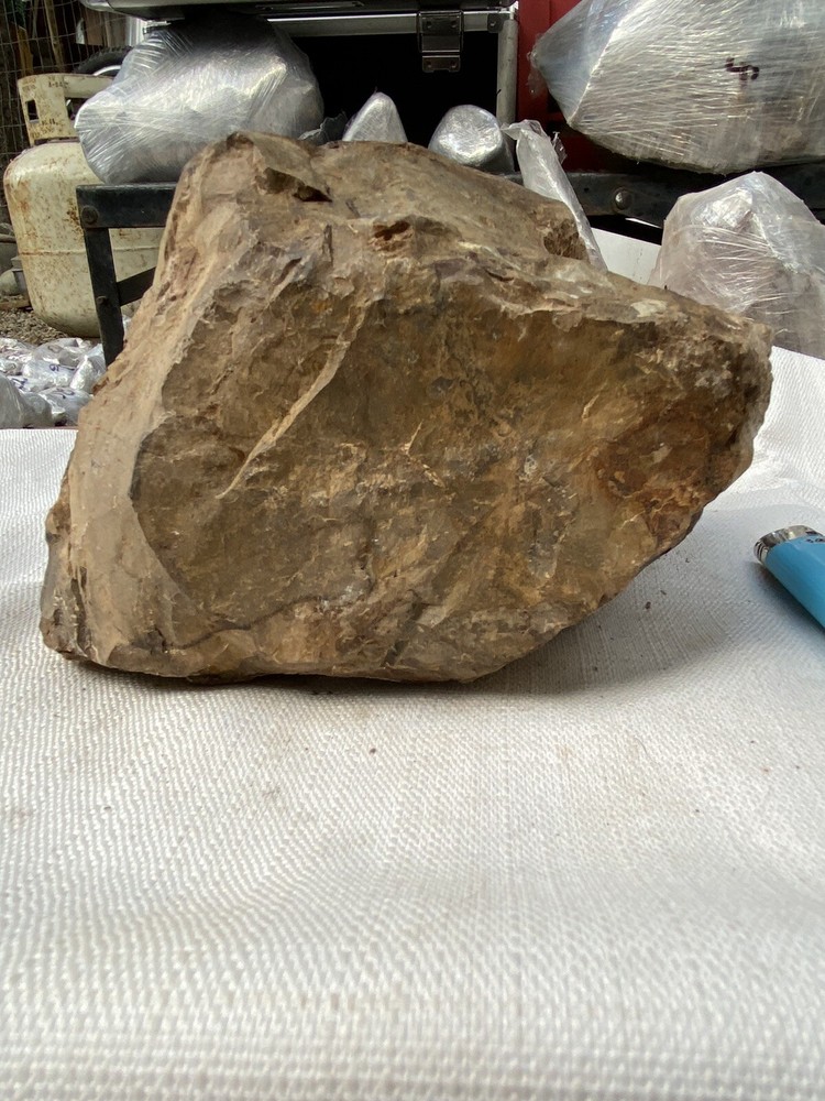 Fossilized And Opalized Fossils