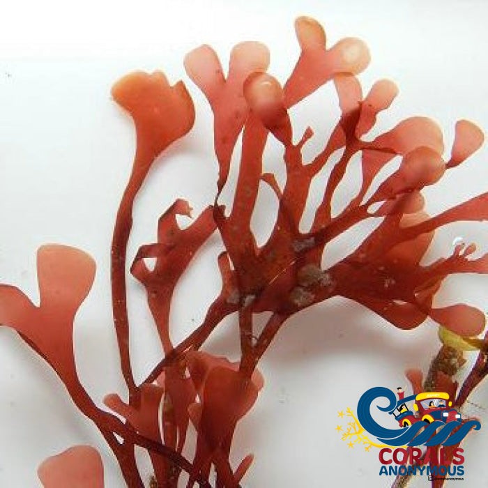 Queen of Hearts Macroalgae