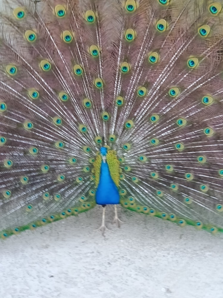 Live peacock breeding pair for pickup only