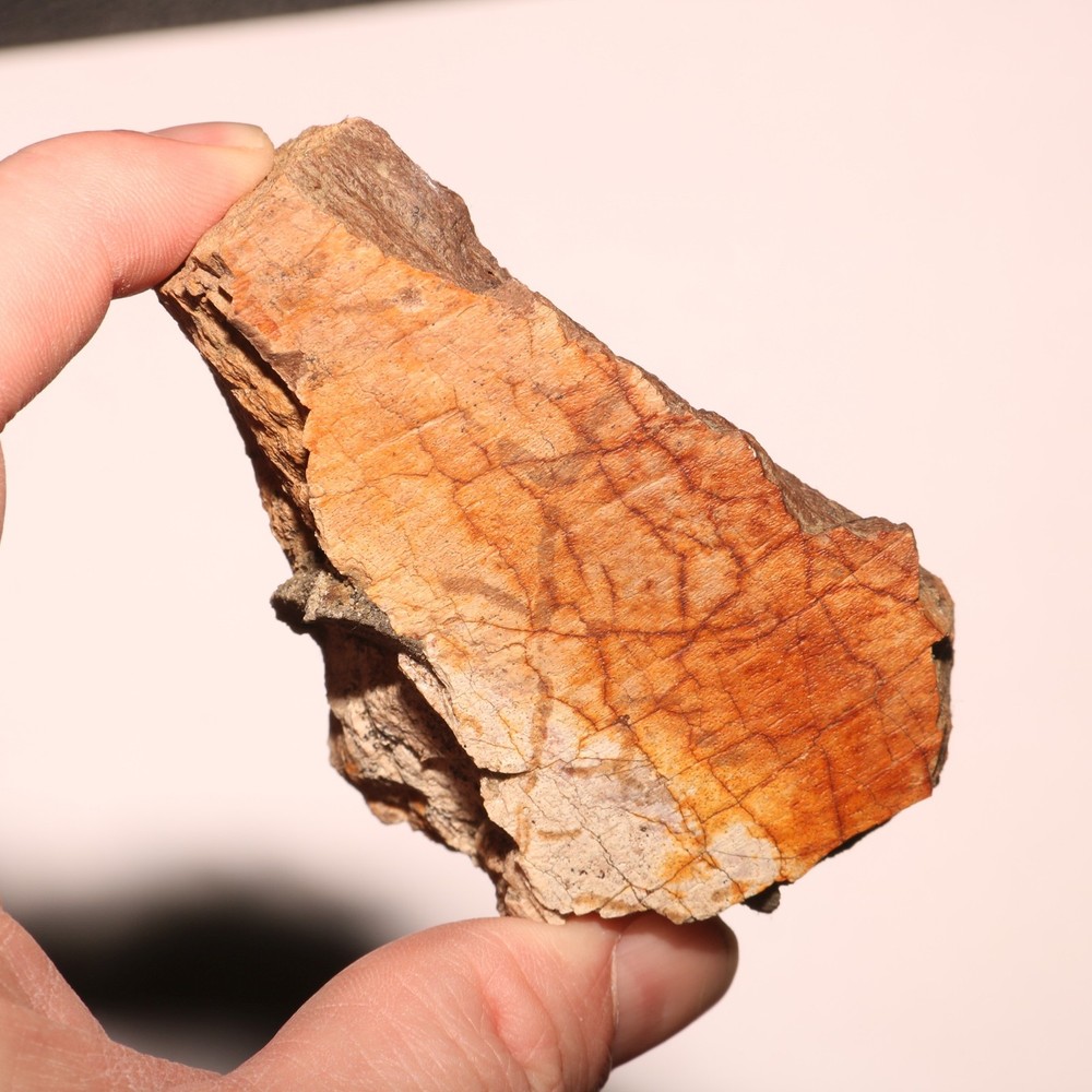 Triceratops Frill Section - CRETACEOUS Hell Creek Formation - Nice Thick CHunk