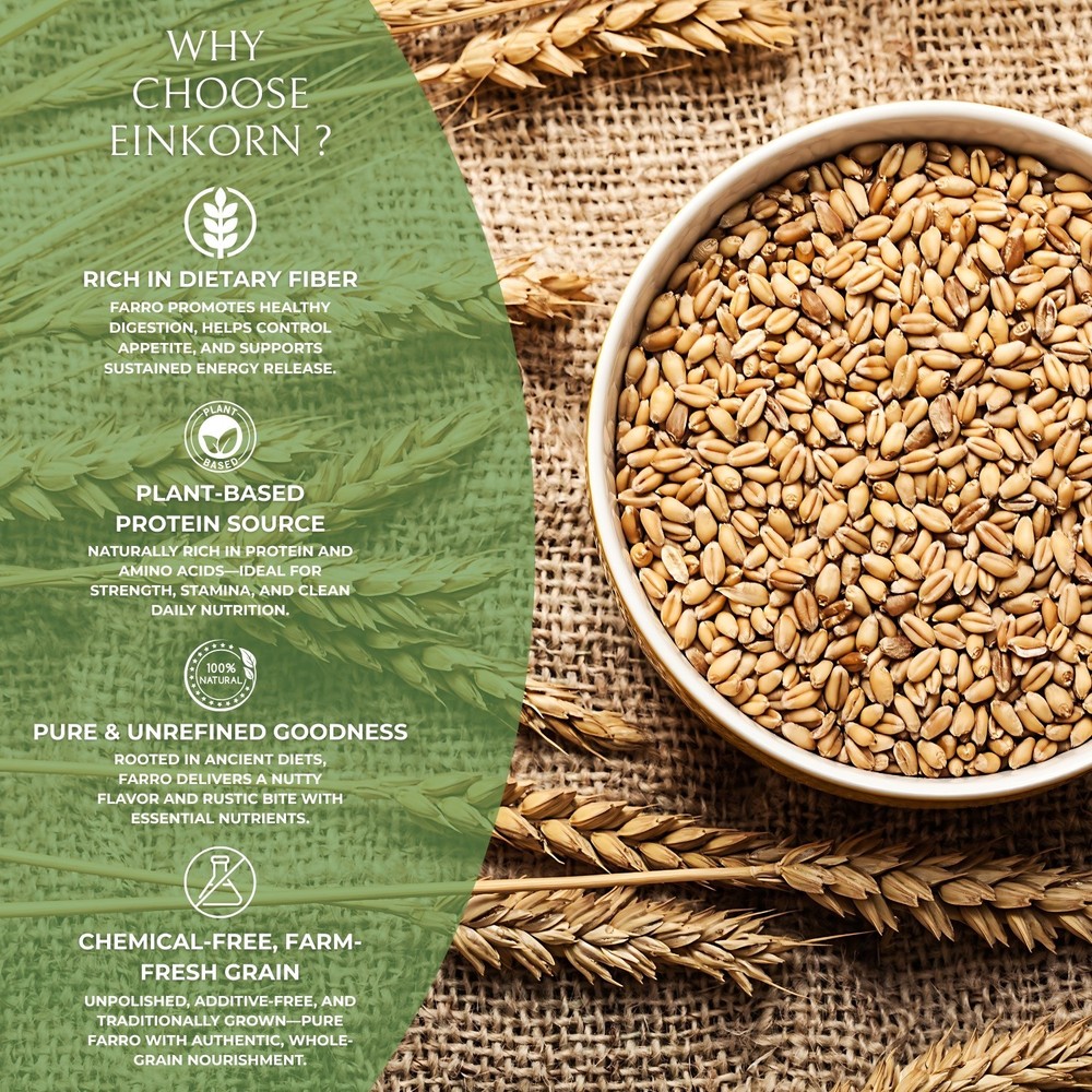 DFOLS Einkorn Whole Grain Ancient Wheat 0.55lb 8.82oz 250g アインコーン
