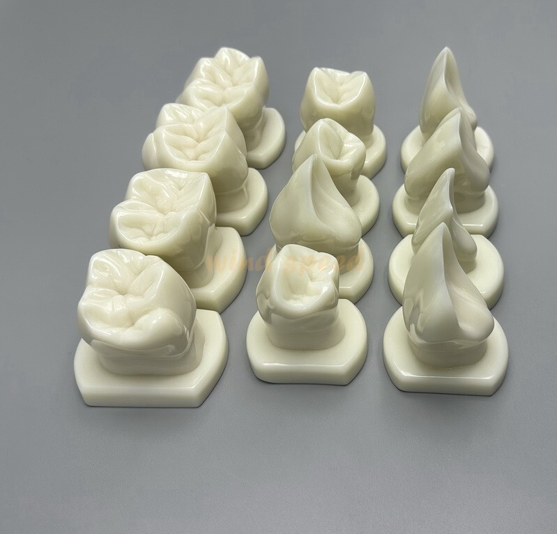 Dental Teeth Form Models OrthodonticTypodont Model For Lab Teaching Tooth Study