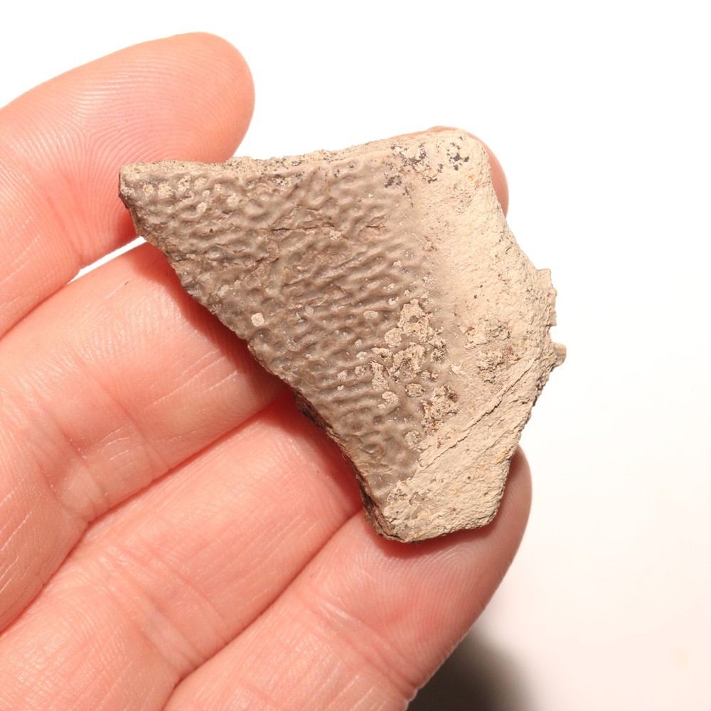 Turtle Shell Piece - Dinosaur Age Specimen - Hell Creek Formation Cretaceous