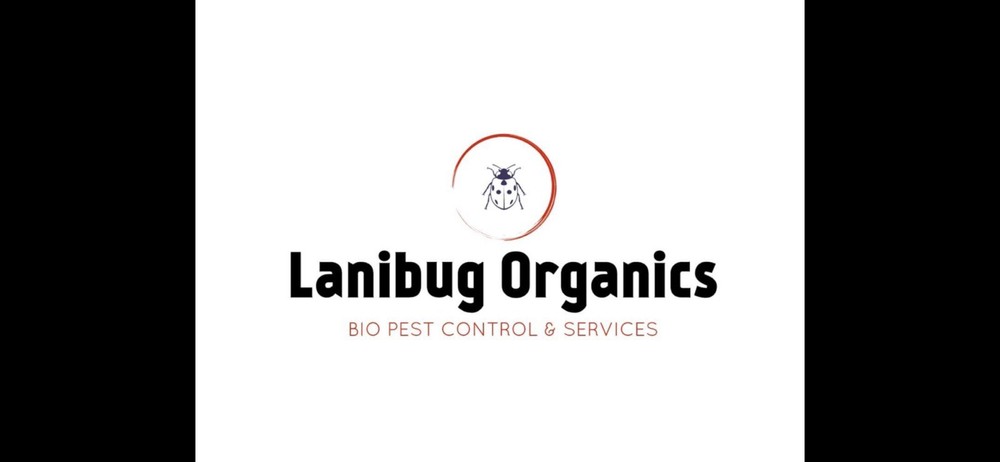 1 Chinese Praying Mantis Egg Case