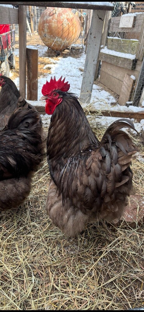 6 Chocolate English Orpington Hatching Eggs