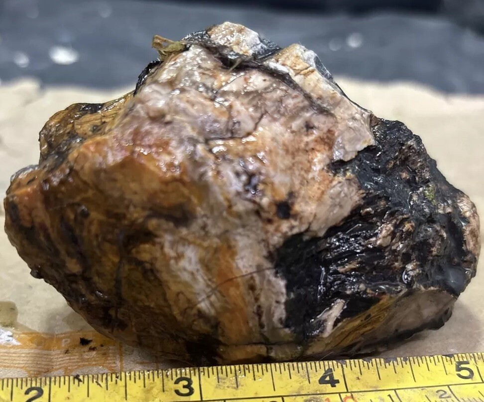 Colorful petrified wood