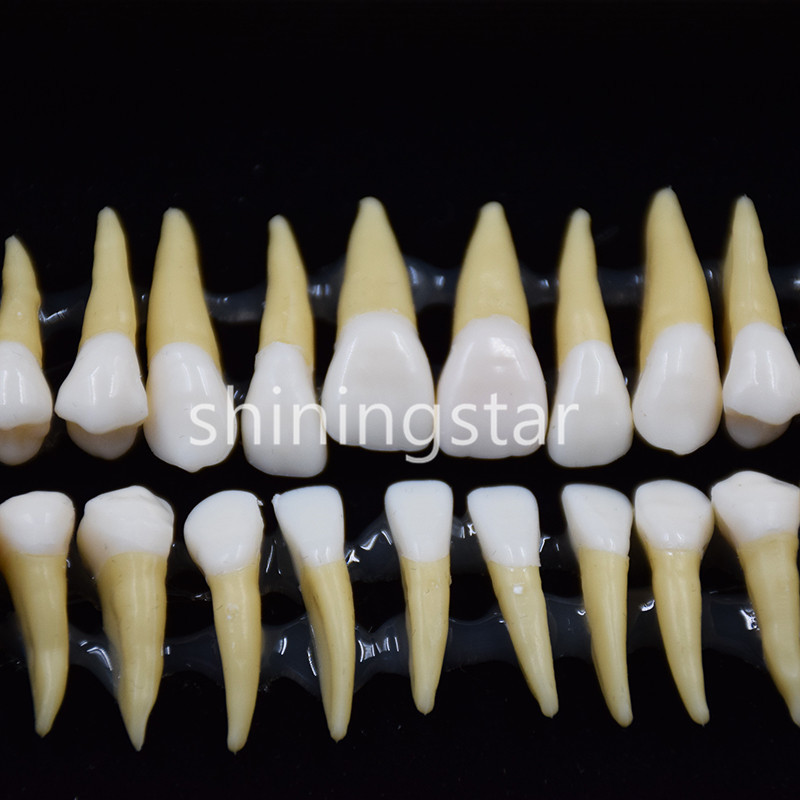 1 Set 1:1 Permanent Teeth Demonstration Teach Dental Study Model Tooth #7008 New