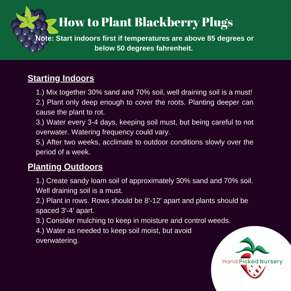 Hand Picked Nursery Prime-Ark Blackberry Plug – Bare Root Plug, 1-Year-Old