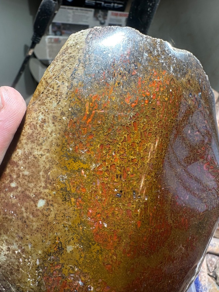 Dinosaur bone polished 3.5 lb large cell specimen.