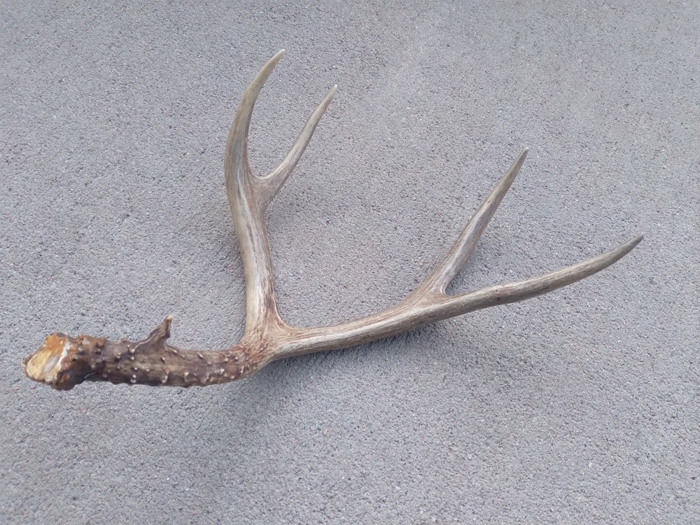 Deer Antler Shed 4 Point