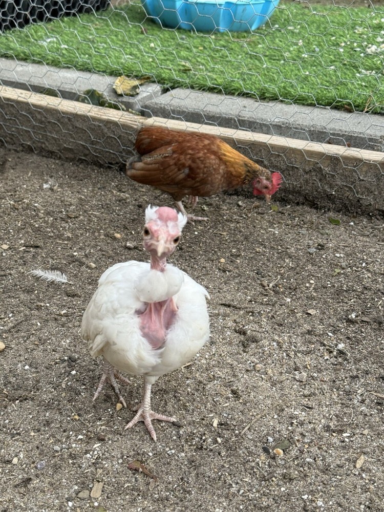 Kikiriki Bantam Hatching Eggs 8++