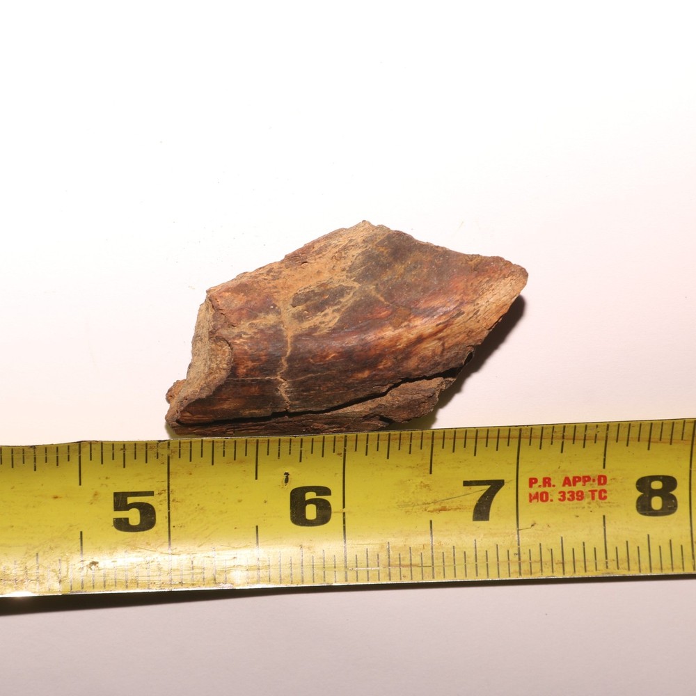 Dinosaur Vertebrae Process - Great - Beautiful - Hell Creek Formation Cretaceous