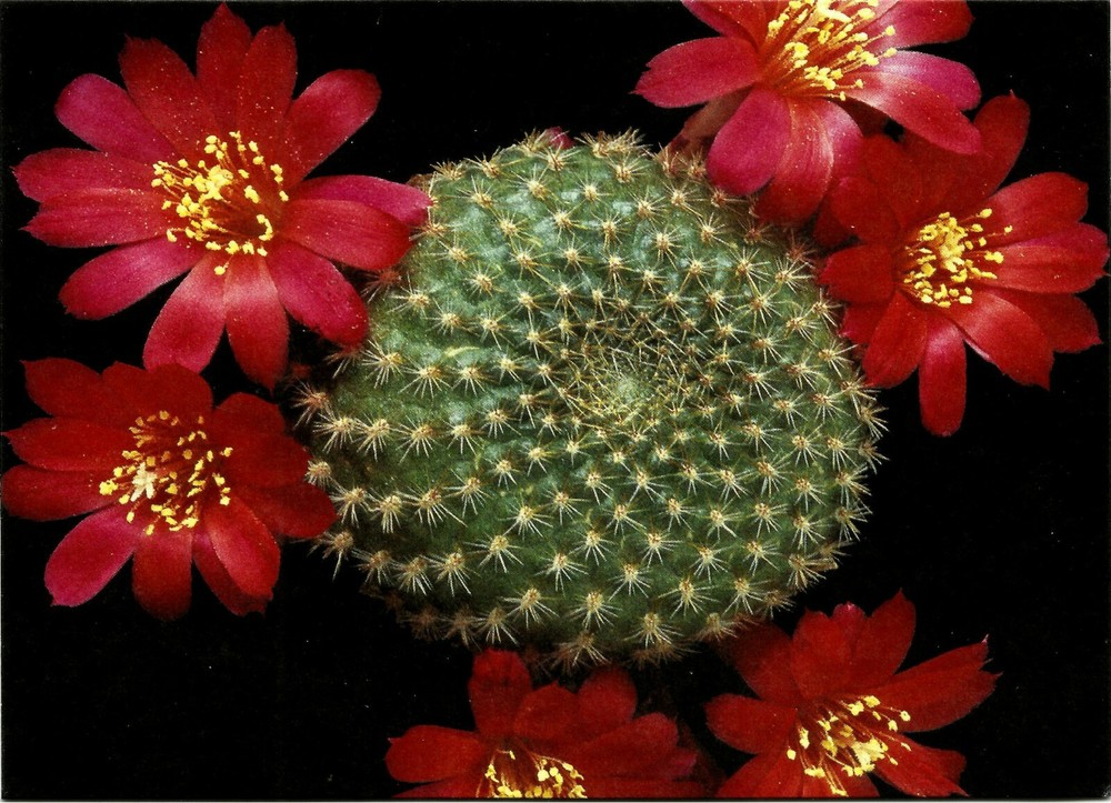 CACTUS, REBUTIA MINUSCULA, NOTE CARD