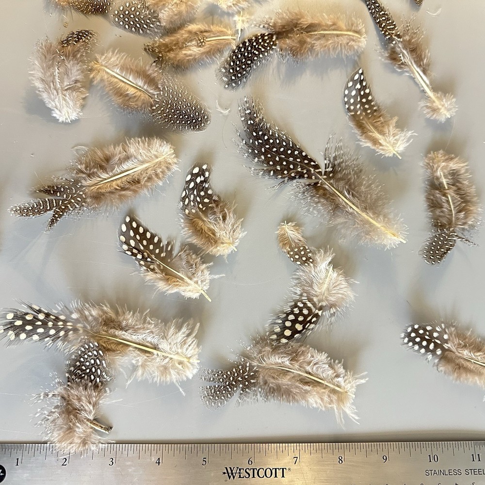 40 + Feathers Craft Use Brown Black Polka Dot Fluffy Small Medium
