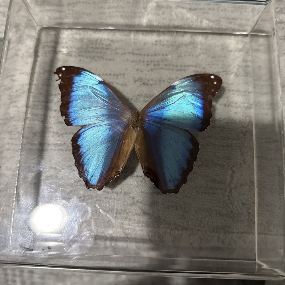 Butterfly In Plexiglass Display Case