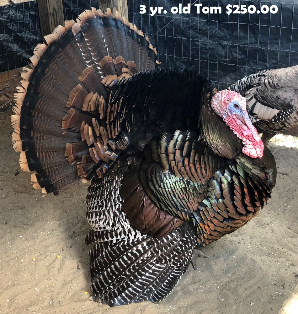 Turkey Hatching Eggs (One Dozen)