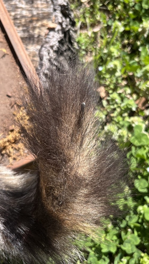 Vintage Grey Fox Taxidermy Mount