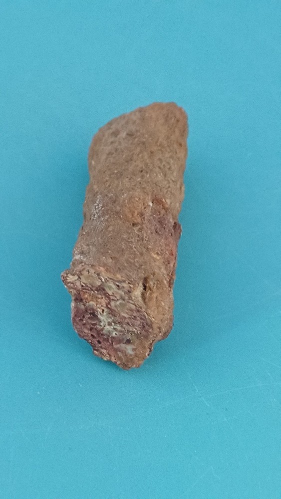 Fossiled Branch/ Root From Madagascar