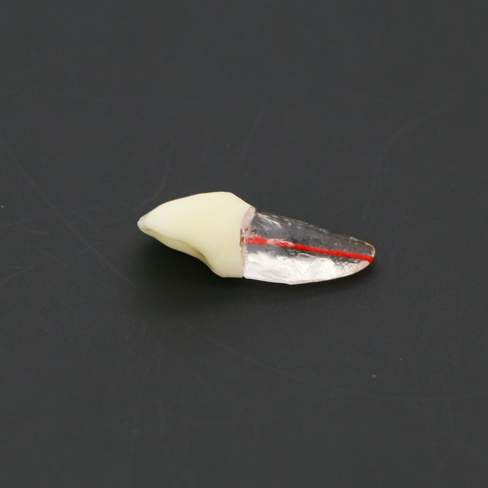 US Dental Root Canal Practice Model Teeth Pulp Study RCT Endo File 7 Sizes