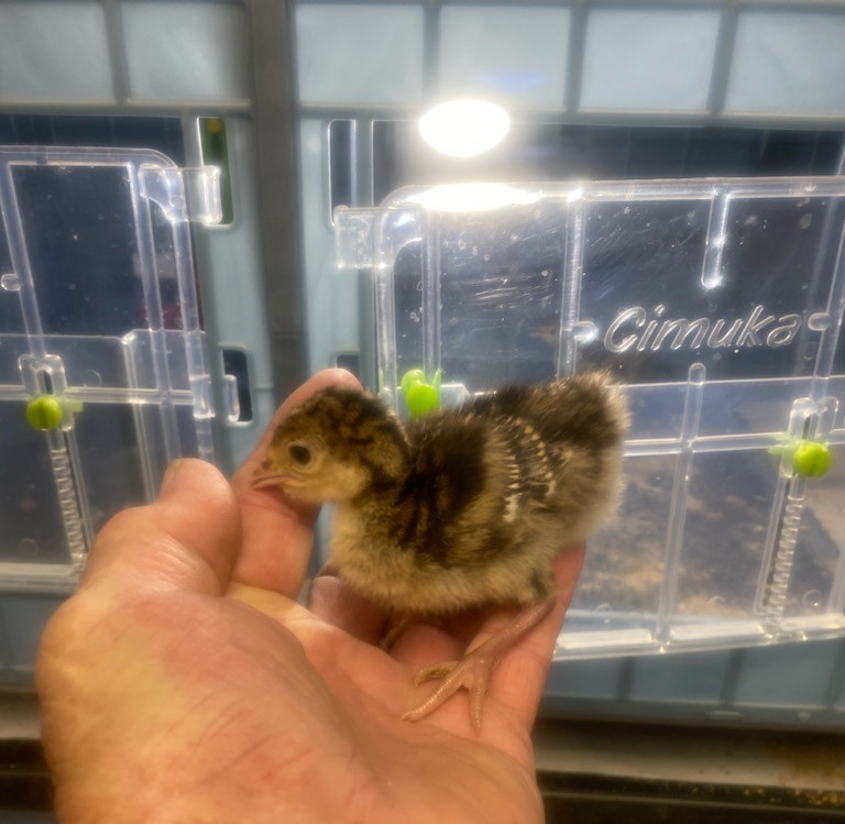 Turkey Hatching Eggs (One Dozen)