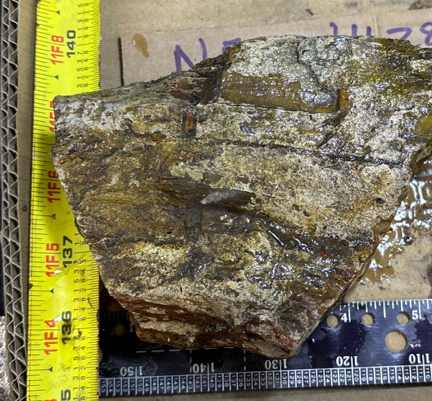 petrified wood Full Round