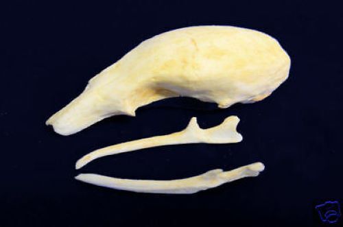 SILKY ANTEATER SKULL REPLICA