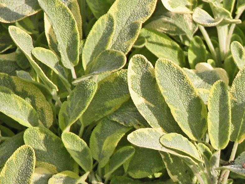 4 oz Candle Scent Oil-SAGE