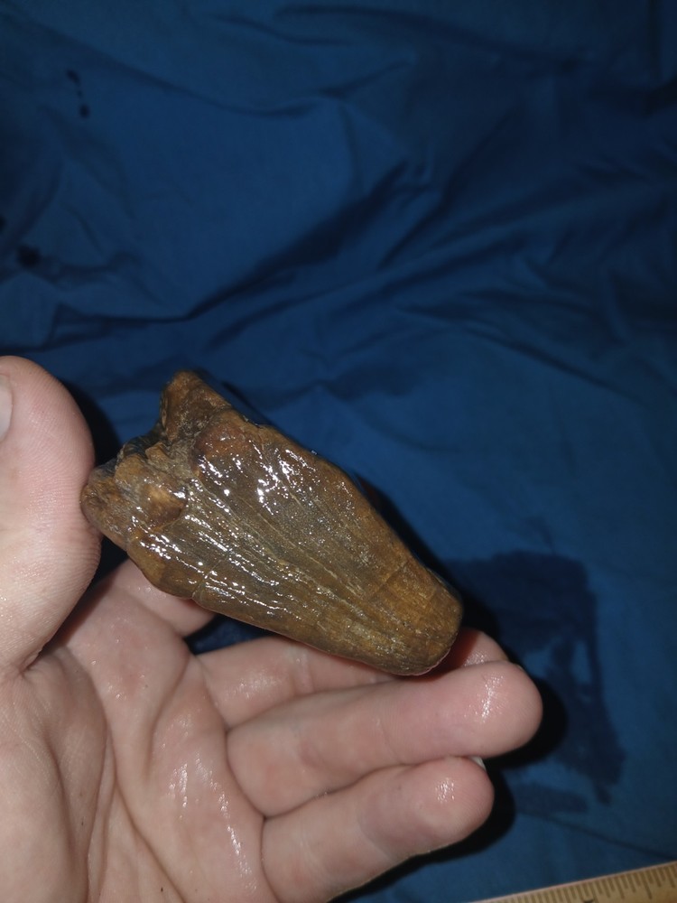9.5 oz Agatized Petrified Wood