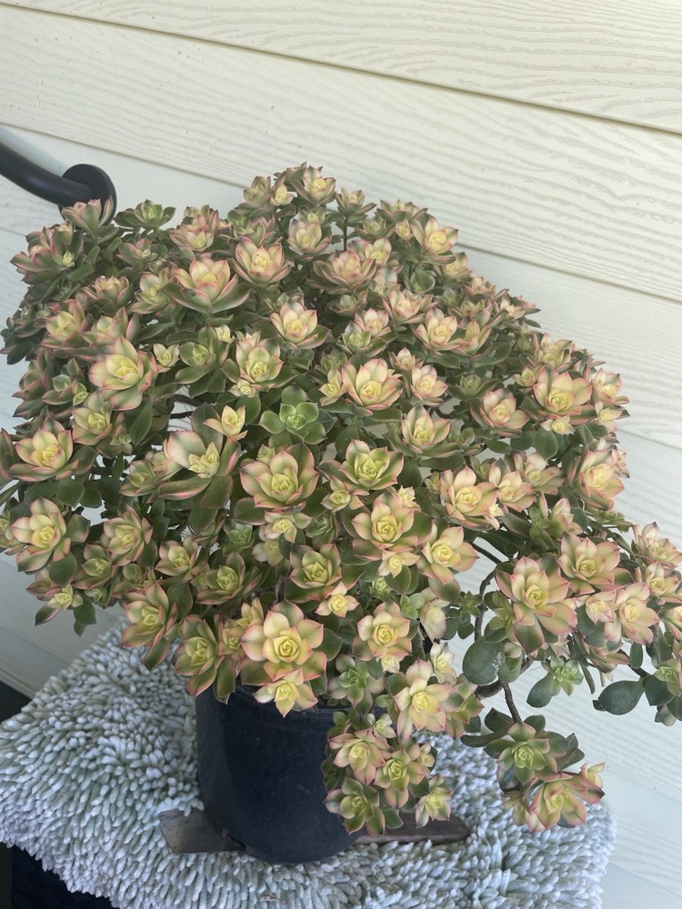 Bonsai Tree Aeonium Kiwi Tree Ship With Bare Rooted