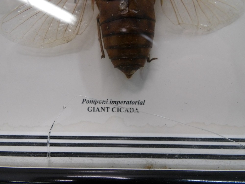 Shadow Box Frame Display Giant Cicada Real Specimen wall Mount Insect Winged