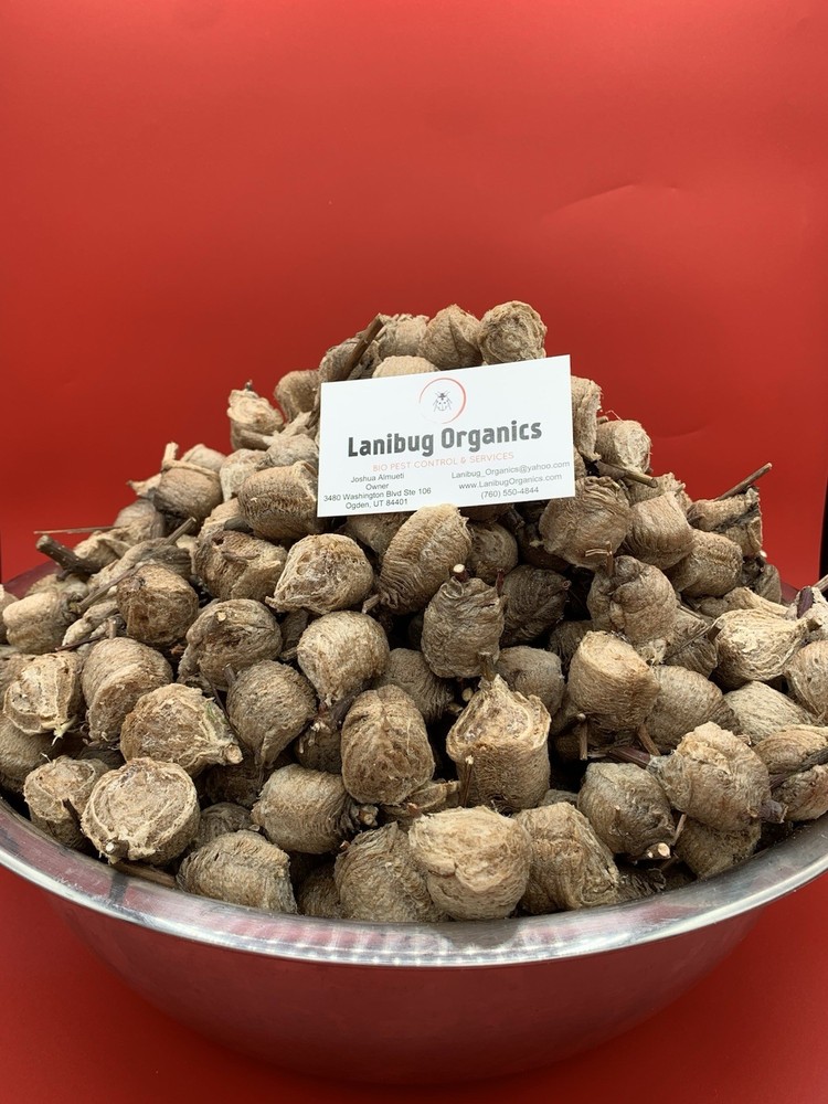 1 Chinese Praying Mantis Egg Case