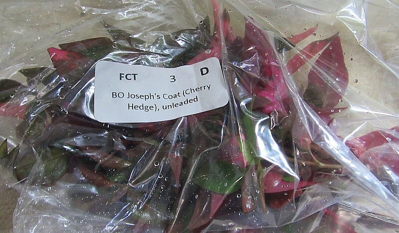 36 plus stems cherry hedge plants