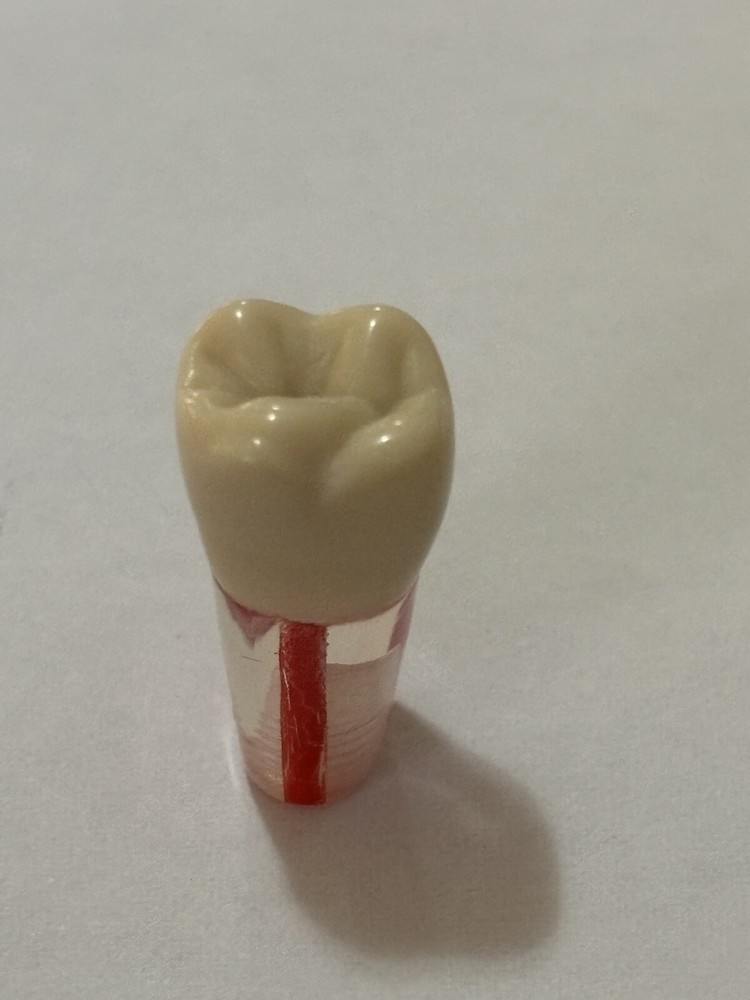 Endo Tooth #16 For ADC MODEL (10 Pack)