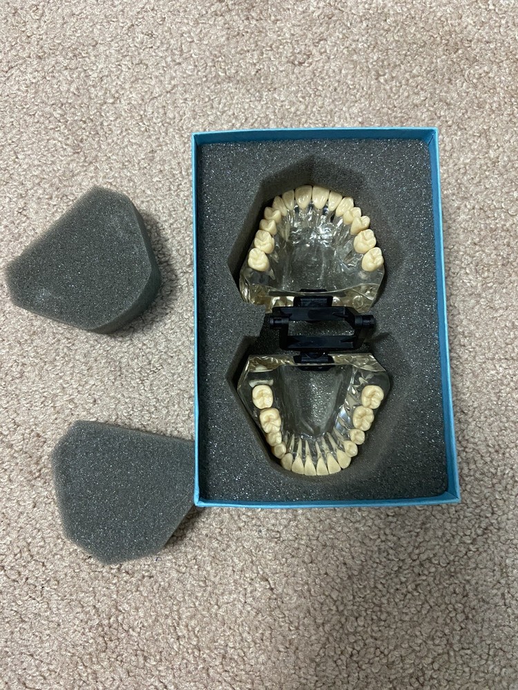 Vintage 2005 Viade 2072 Typodont Teeth